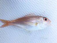 Кемер, спиннинг и весь улов в море