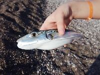 Кемер, Кириш — первые поклёвки на червя и куриное сердце