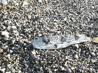 Кемер, пустая строка и ожидание клева