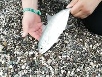 Кемер, пустая строка и ожидание клева