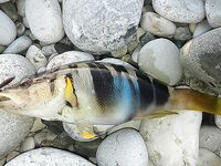 Кемер, пустая строка и ожидание клева