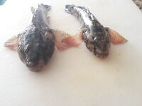 Кемер, реакция местных на улов