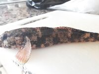 Кемер, реакция местных на улов