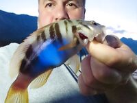 Кемер, короткая запись о выезде