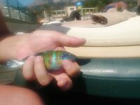 Кемер, вечерняя поимка и внезапная охрана