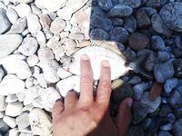 Кемер, первые поклёвки на хлеб и странные рыбы