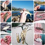 Отельный минипорт, крабы и лаврак у Кемера