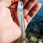 Кемер, непонятный малёк на побережье