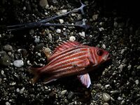 Утренние поклевки у пирса Кириш, Кемер — азарт и запреты