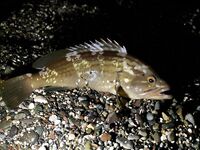 Утренние поклевки у пирса Кириш, Кемер — азарт и запреты