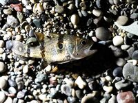 Утренние поклевки у пирса Кириш, Кемер — азарт и запреты