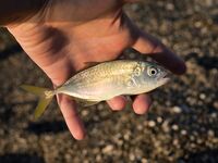 Утренние поклевки у пирса Кириш, Кемер — азарт и запреты