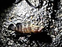 Утренние поклевки у пирса Кириш, Кемер — азарт и запреты