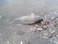 Неизвестная рыба с сиреневой мордой