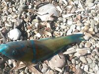 Морская рыбалка с берега, детёныш мурены и густеры