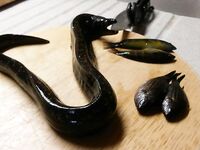 Морская рыбалка с берега, детёныш мурены и густеры