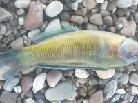 Морская рыбалка с берега, детёныш мурены и густеры