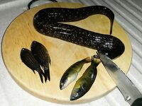 Морская рыбалка с берега, детёныш мурены и густеры