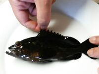 Морской окушок на сто грамм — сезон закрыт