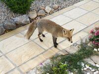 Осьминоги, тирольская палочка и тайский соус