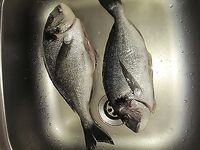 Дорада и первый успех с берега