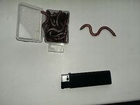 Покраска червей и эксперименты с приманками