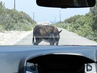 Полуостров Карпас и дикие ослы на дороге