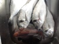 Боаз и маленький кренк, что всех удивил