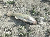 Кипр, финальный аккорд и три басса