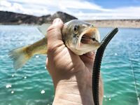 Кипр, Эврету и три дня бассовой охоты