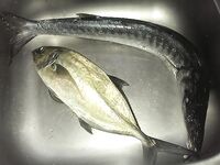 Шторм, барракуда и ставрида