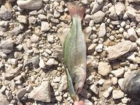 Аспрокреммос: жара, гюрза и первый килошник