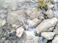 Первые рыбалки с гидом Вадимом: 8 бассов за утро