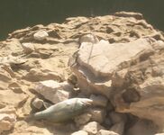 Аспра: деликатная снасть и меньший размер