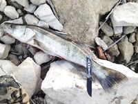 Гермасоя, Эврету и Курис: заметки о бассе