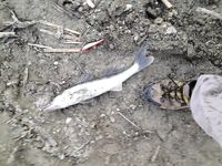 Гермасоя, Эврету и Курис: заметки о бассе