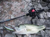 Первый раз на Кипре: семь дамб, хамелеон и флюр рвётся