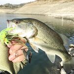 Ноябрьская рыбалка на Кипре: 9 бассиков в первый день