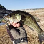 Ноябрьская рыбалка на Кипре: 9 бассиков в первый день