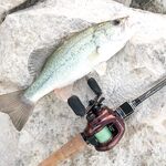 Ноябрьская рыбалка на Кипре: 9 бассиков в первый день