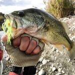 Ноябрьская рыбалка на Кипре: 9 бассиков в первый день