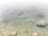 Три дня на Кипре: департамент, Эврету и апельсины с дерева