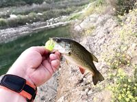 Три дня на Кипре: департамент, Эврету и апельсины с дерева