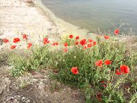 Три дня на Кипре: департамент, Эврету и апельсины с дерева