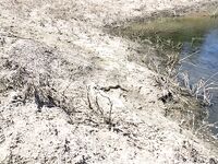 Змеи на Кипре и встреча у дороги к Сиськам