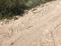 Змеи на Кипре и встреча у дороги к Сиськам