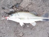 Хорнет, Ристорап и первый килошник