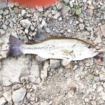 Один из первых бассов на Кипре