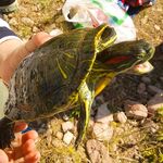 Mavrokolymbos: карпы вместо бассов