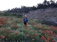 Канавью и маки: весенний отчёт без трофеев